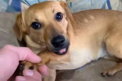 Después de un período de adaptación donde tuvo unas actitudes hostiles, Kana es ahora una perrita tranquila que expresa mucho cariño a su nuevo dueño