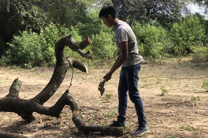 Después de volver de la escuela, Kevin se adentra en el monte para cortar un poco de leña para poder cocinar
