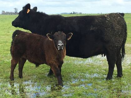 Después del parto las vacas entran en anestro fisiológico; esto quiere decir que el útero no está en condiciones de generar una nueva preñez en lo inmediato