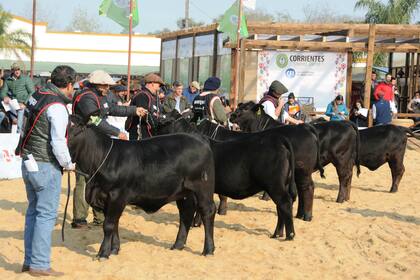 Destacan el potencial de la actividad ganadera en general