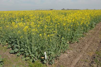Destacan el potencial del cultivo
