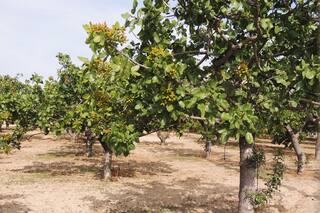 Qué ofrece el fruto que se cultiva cada vez más