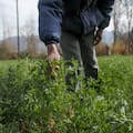 Ya se exportaron casi 94.000 toneladas de un codiciado cultivo