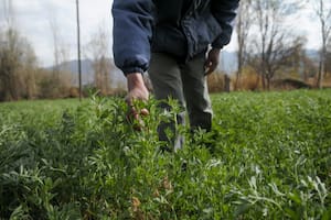 Ya se exportaron casi 94.000 toneladas de un codiciado cultivo
