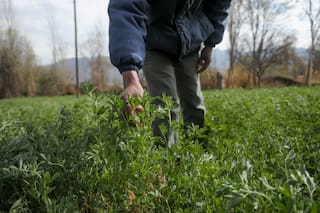 Ya se exportaron casi 94.000 toneladas de un codiciado cultivo