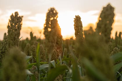 Destacan que la Argentina tiene potencial para aumentar sus ventas al exterior