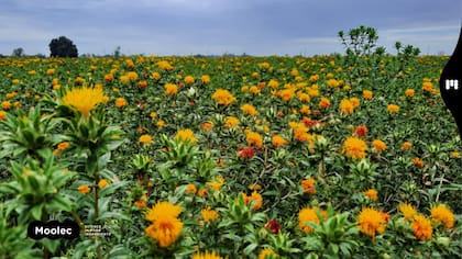 Destacaron que el cultivo es ideal para la innovación