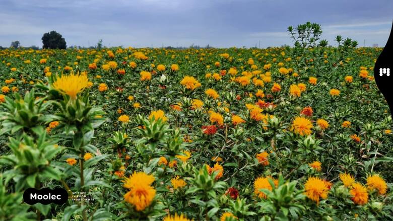 Innovación en el campo: Bunge y Moolec unen fuerzas para revolucionar el cultivo de cártamo