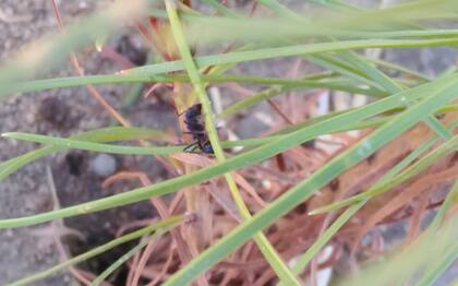 Destacaron que estas forestaciones se hacen en forma de monocultivos y enfrentan muchas plagas y; la hormiga cortadora de hojas, acromyrmex lobicornis, es una de las más importantes