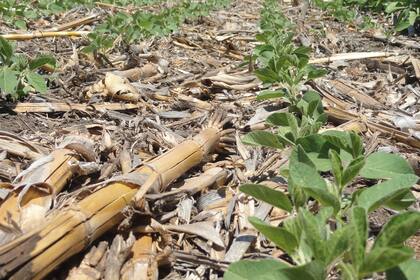 Destacaron que PRO Carbono ofrece una “solución innovadora de descarbonización, promoviendo la producción sostenible de commodities agrícolas como la soja y el maíz”