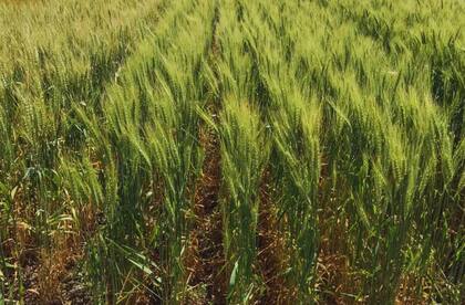 Destacaron que una adecuada nutrición de trigo debe contemplar 28 kilogramos de nitrógeno para producir 1000 kilos de grano con un porcentaje básico de proteínas (11%)