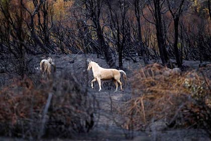En abril de 2015, los incendios devastaron 40.000 hectáreas de bosques nativos en Chubut