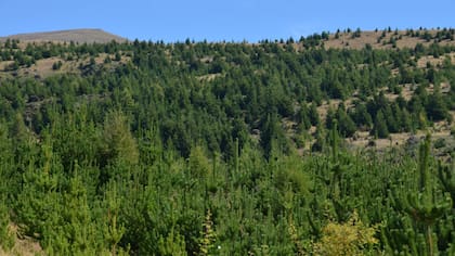 Detallaron que usaron aceite esencial de árbol de té como repelente y pulpa de cítrico deshidratada como atractivo