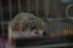 Rescatan 87 erizos africanos de un criadero ilegal en la Ciudad