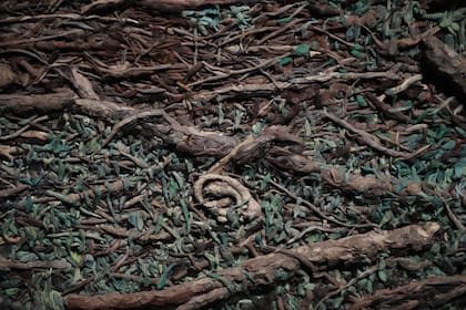 Detalle de "Argentina"