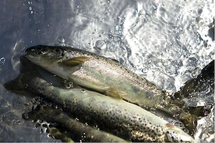 Detalle de algunos salmones en la salmonera Invertec