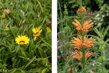 Detalle de las gazanias asilvestradas (foto izquierda). Los leonotis (Leonotis leonurus) cultivados para atraer colibríes y mariposas al jardín (foto derecha).