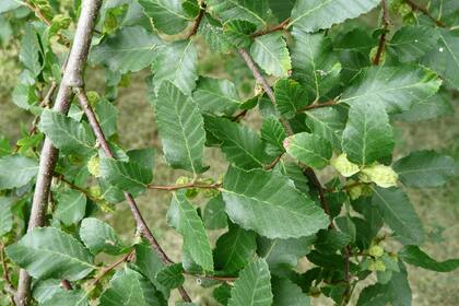 Detalle de las hojas del nativo roble pellín