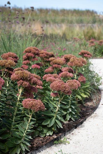 Detalle de las matas de Sedum ‘Autumn Joy’