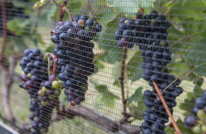 Detalle de las uvas de Finca El Tala.