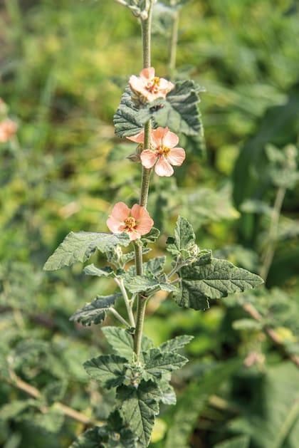 Detalle de malvavisco salmón (Sphaeralcea bonariensis)