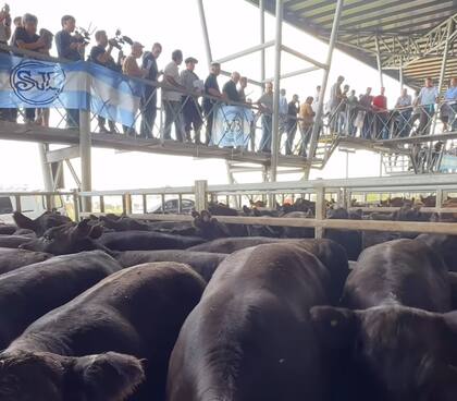 Detalle de venta: 1436 novillos; 3358 novillitos; 2396 vaquillonas; 861 vacas; 234 conservas, y 70 toros