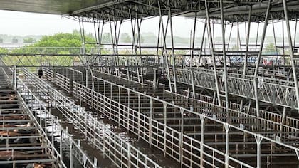 Detalle de venta: 638 novillos; 1455 novillitos; 1293 vaquillonas; 1656 vacas; 336 conservas, y 206 toros. Base 12 cabezas