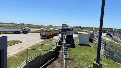 Detalle de venta: 660 novillos; 2236 novillitos; 2470 vaquillonas; 2241 vacas; 715 conservas, y 279 toros. Base 15 cabezas