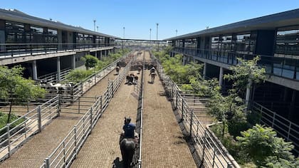 Detalle de venta: 815 novillos; 2548 novillitos; 3247 vaquillonas; 3501 vacas; 266 conservas, y 258 toros