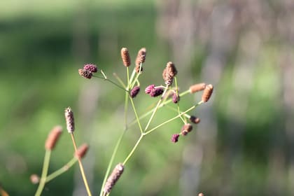 Detalle del Eryngium ebracteatum. El Eryngium contribuye de manera especial a los ecosistemas, como plantas hospederas de insectos.