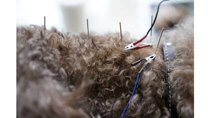 Detalle del tratamiento con acupuntura en un perro