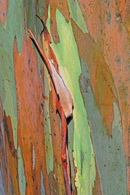 Detalle del tronco de Eucalyptus deglupta. Así lucirá en un tiempo el pequeño ejemplar del Jardín Botánico.