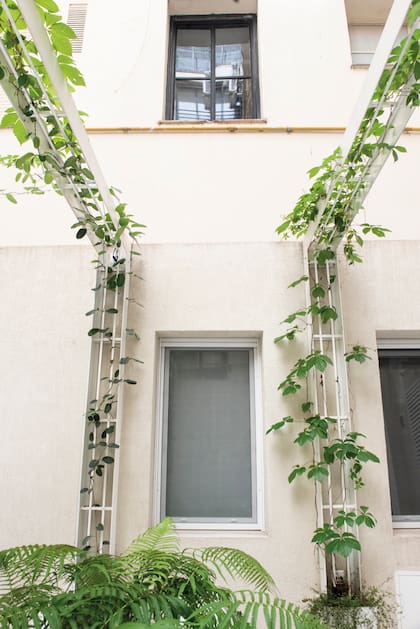 Detalles de la pérgola y los maceteros desde donde trepa la ampelopsis.