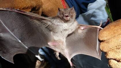 Detectaron murciélagos con rabia en cinco distritos y recomiendan perros y gatos
