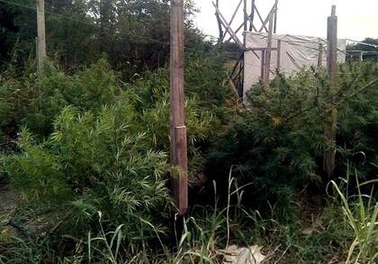 Detectaron una plantación de marihuana