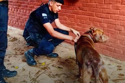Detienen a un hombre que arrastraba a un perro desde su auto en Misiones, el animal fue rescatado por la policía