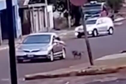 Detienen a un hombre que arrastraba a un perro desde su auto en Misiones, el animal fue rescatado por la policía