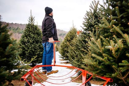 Detrás de cada árbol hay más de una década de trabajo que no se ve