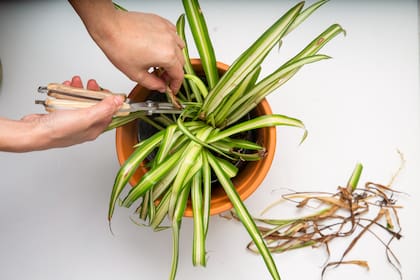 Detrás de cada color alterado hay un proceso metabólico que pide atención