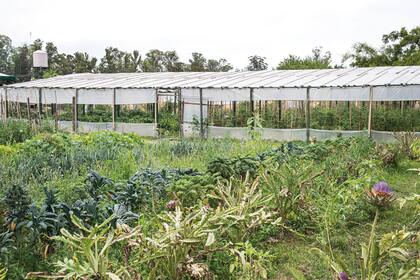 Detrás de una primera línea de alcauciles pueden verse unos surcos de kale de dos clases: el crespo verde claro y el ‘Cavolo Nero de la Toscana’.