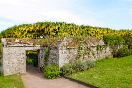 Detrás del muro se ve el gran claustro de viburnum con su floración amarilla