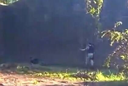 Detuvieron a un contrabandista que corrió por los techos para no ser detenido en la localidad de Puerto Rico, Misiones