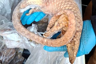 Detuvieron a un hombre con 38 kilos de carne silvestre congelada en Londres