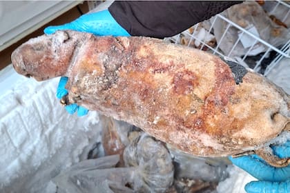 Un hombre de 57 años fue arrestado con 38 kilos de carne de animales silvestres que guardaba ilegalmente en un frigorífico