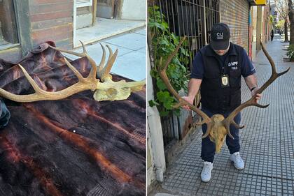 Detuvieron a un hombre que vendía indumentaria confeccionada con pieles de animales en peligro de extinción