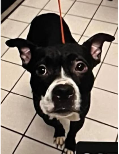 Dexter fue hallado decapitado en un parque de San Petersburgo, Florida, a pocas horas de haber sido adoptado