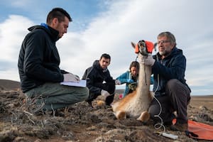 El argentino que viaja por el mundo para poblar el planeta de animales en riesgo de extinción
