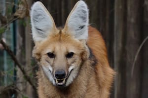Día de la Biodiversidad: cuatro especies en riesgo de desaparecer en la Argentina