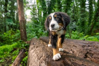 Purina Pro Plan es sinónimo de ofrecerle una vida excepcional a las mascotas