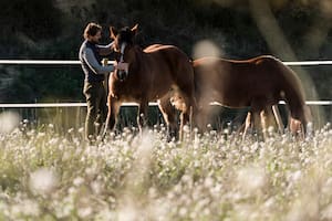 Los beneficios del coaching con caballos